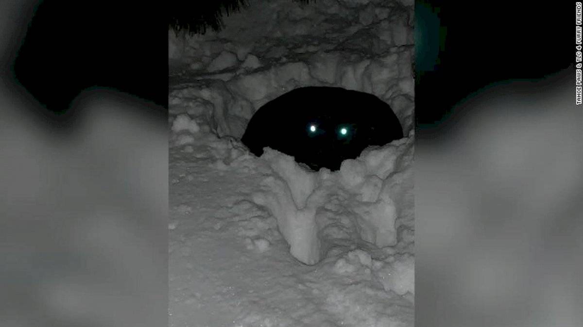 Perro perdido